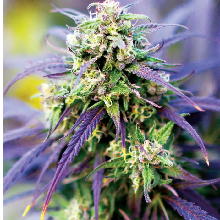 Cannabis A Guide to Common and Exotic Strains