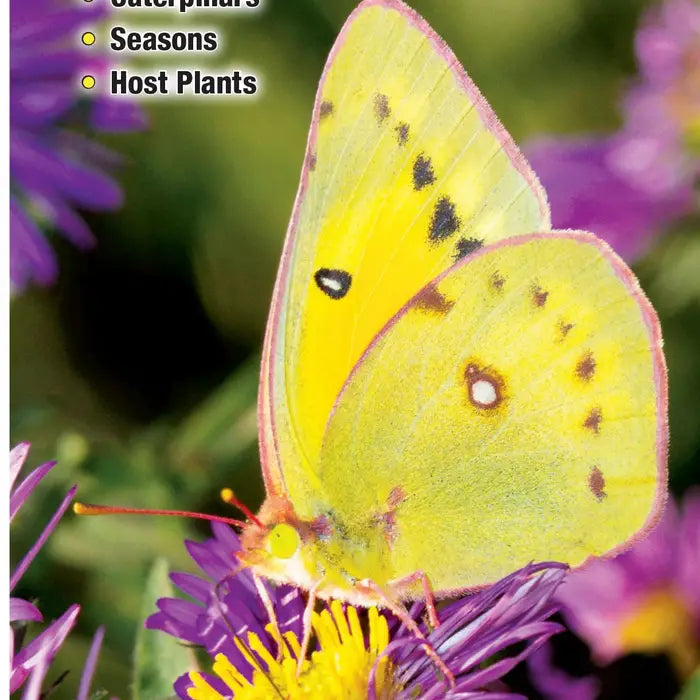 Butterflies of Kentucky Fold Out Pamphlet