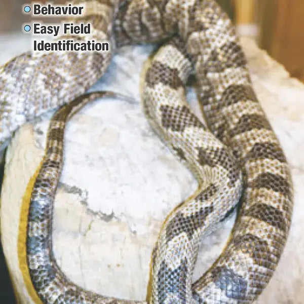 Snakes of Tennessee Fold Out Pamphlet