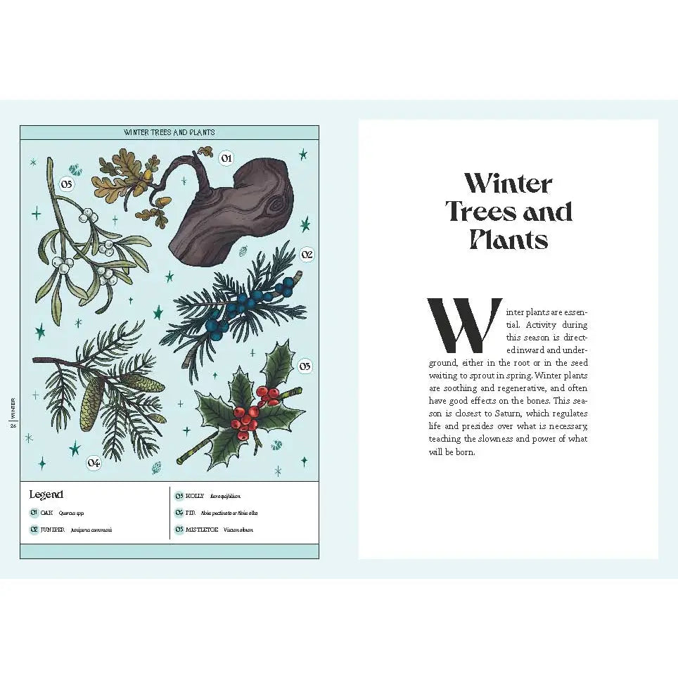 Herbana Witch: A Year in the Forest (Hardcover)