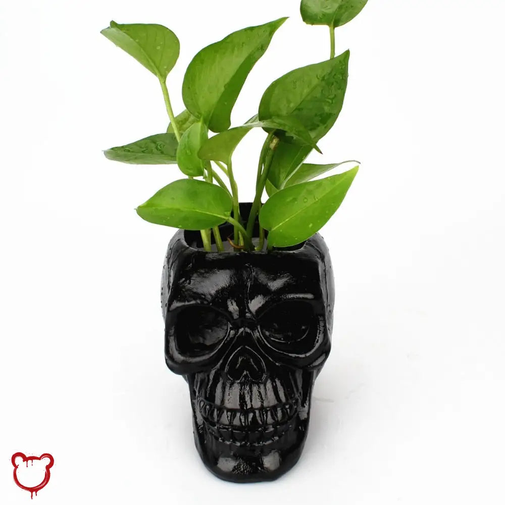 Deadly Black Skull Pot by The Cursed Closet
