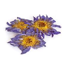 Blue Lotus Flower