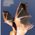 Bats of Eastern North America