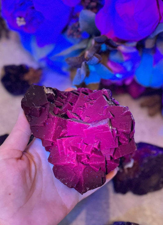 RARE Black Rose Fluorite Specimens, Fluorescent Red or Pink