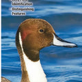 Waterfowl of North America