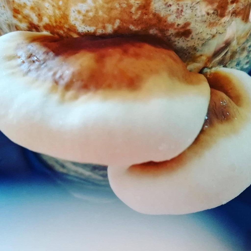 Reishi Mushroom Grow Kit