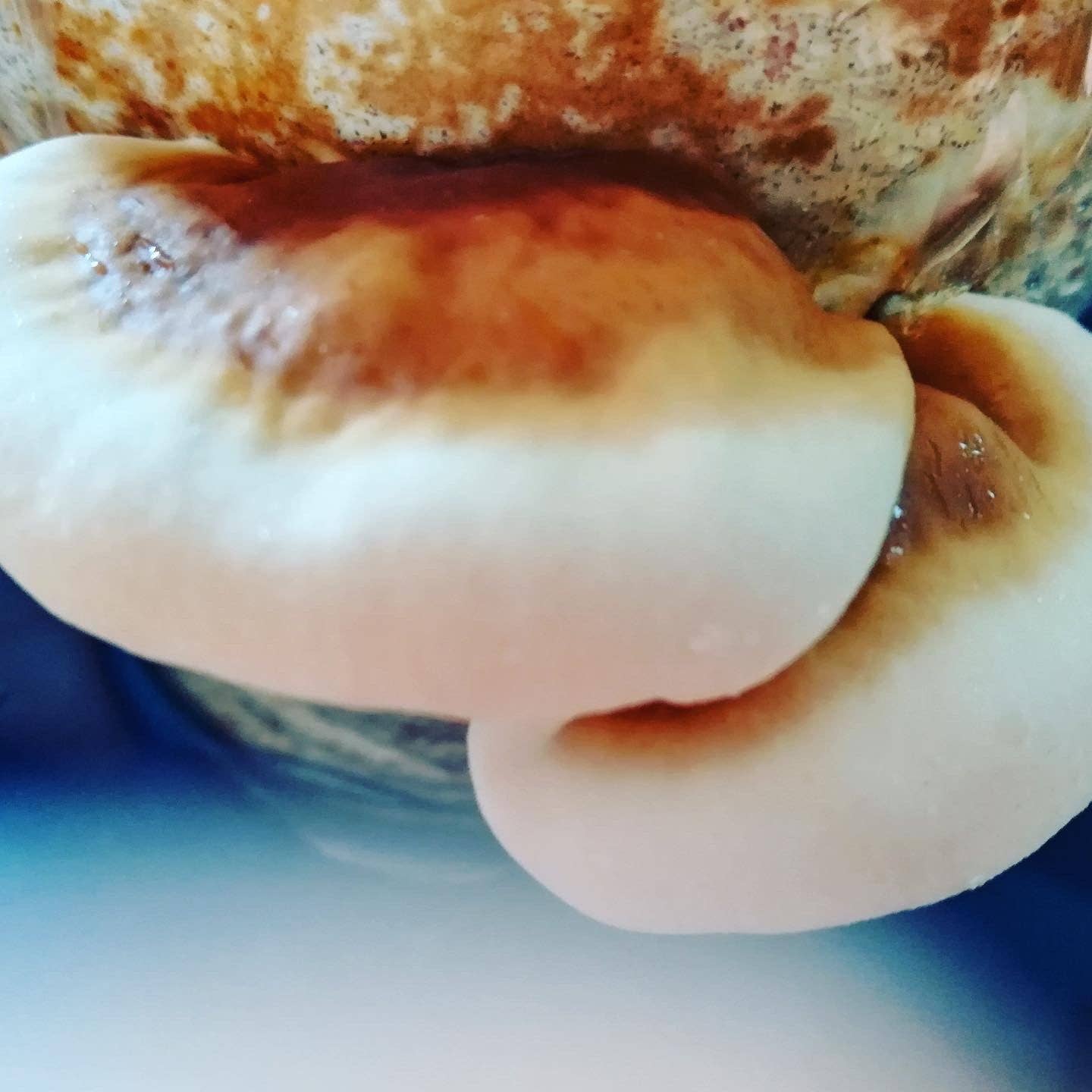 Reishi Mushroom Grow Kit