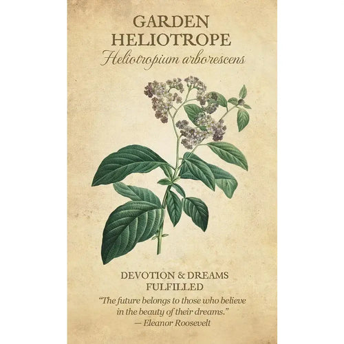 Botanical Inspirations Oracle Deck & Book Set