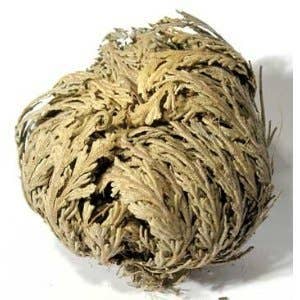 Rose of Jericho – Resurrection Plant (Small, 1–3")