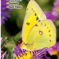 Butterflies of Kentucky Fold Out Pamphlet