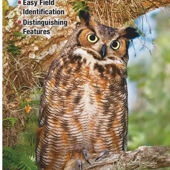 Owls of North America