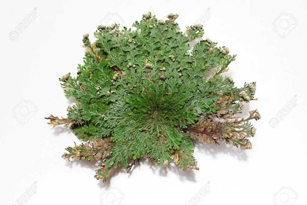 Rose of Jericho – Resurrection Plant (Small, 1–3")