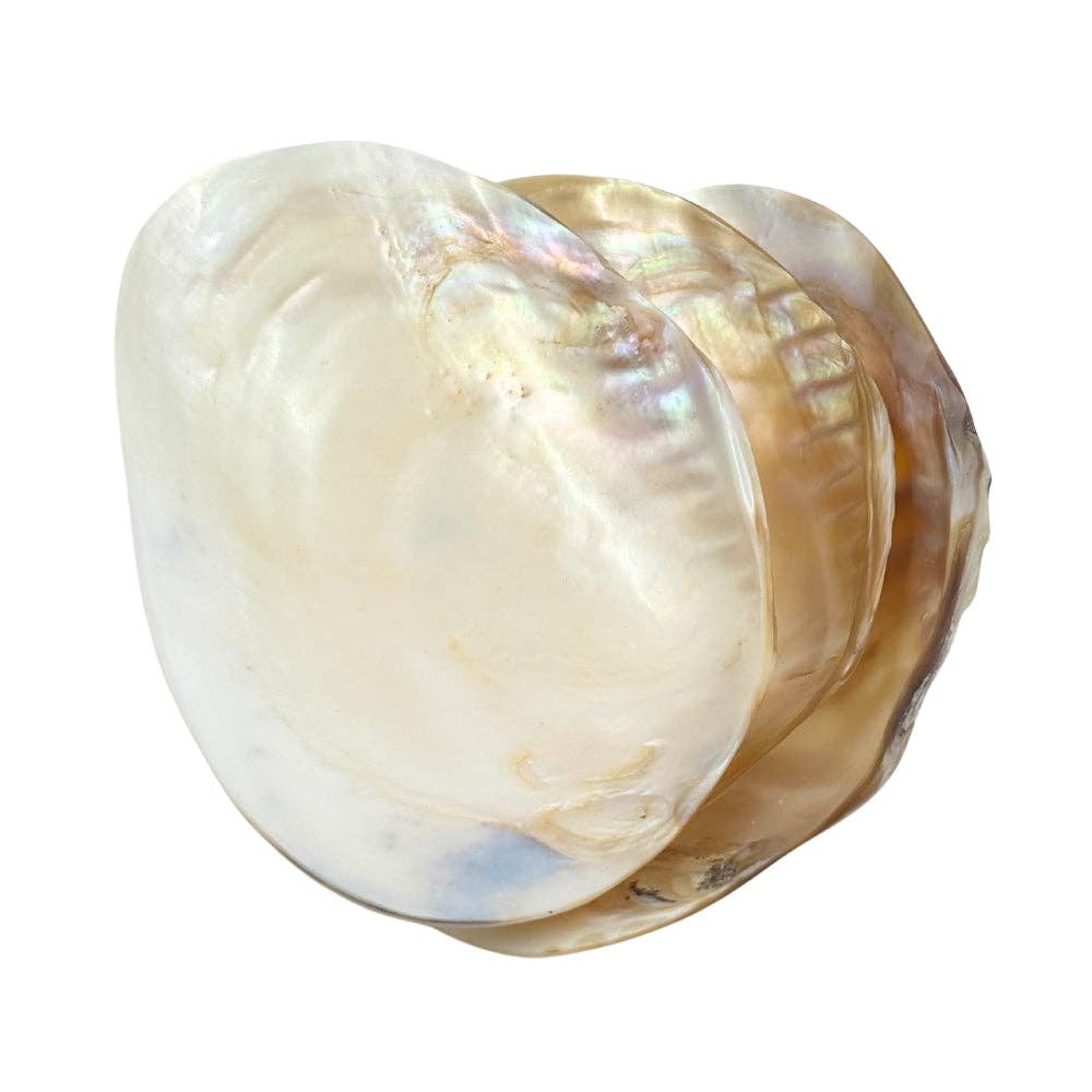 Cebu Clam Shell Bowl - Natural Eco-Friendly Decor