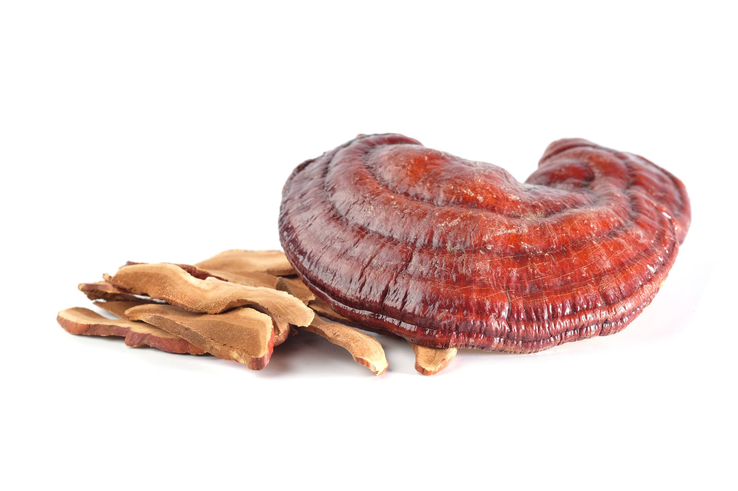 Reishi Mushroom Grow Kit