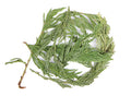Cedar Leaf