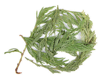 Cedar Leaf