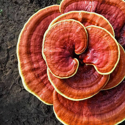 Reishi Mushroom Grow Kit