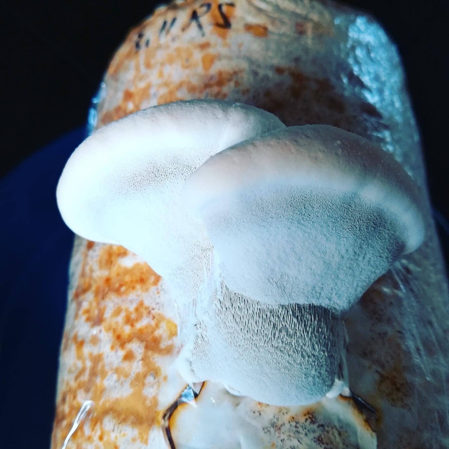 Reishi Mushroom Grow Kit