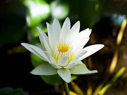 White Egyptian Lotus