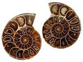 Rainbow Ammonite Shells