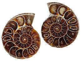 Rainbow Ammonite Shells