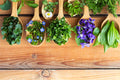 May: Wild Edibles